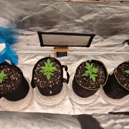 The grow