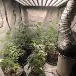 8 Red Pop in tent.