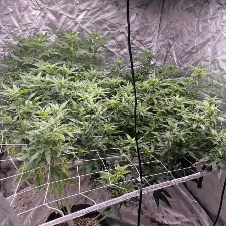 Red Pop Clone First Diary