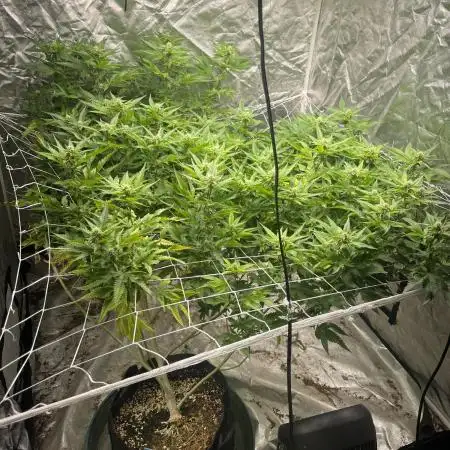 Red Pop Clone First Diary