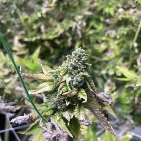 Red Pop Clone First Diary