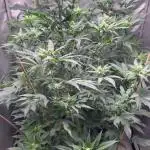 3 red pop 4x4 450watt