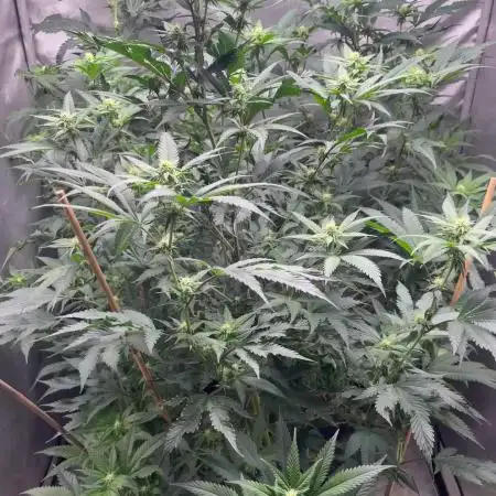 3 red pop 4x4 450watt
