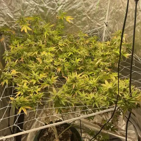 Red Pop Clone First Diary