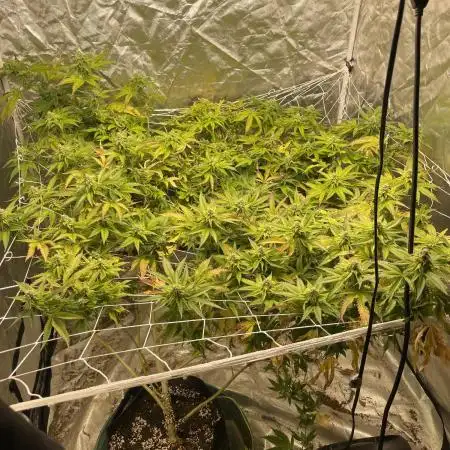 Red Pop Clone First Diary