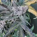 3 red pop 4x4 450watt