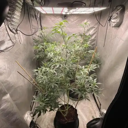 3 red pop 4x4 450watt