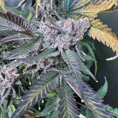 3 red pop 4x4 450watt