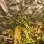 Red Pop Clone First Diary