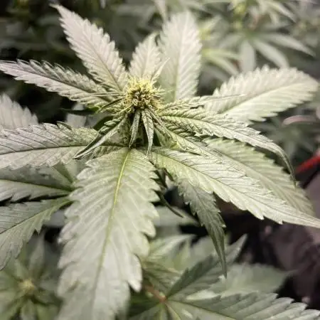 8 Red Pop in tent.