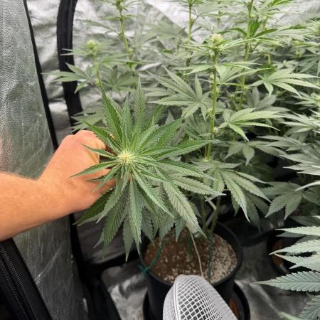 Dutch passion/ barneys farmXdoja run