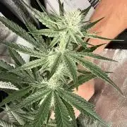 Dutch passion/ barneys farmXdoja run