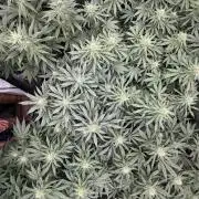 Dutch passion/ barneys farmXdoja run