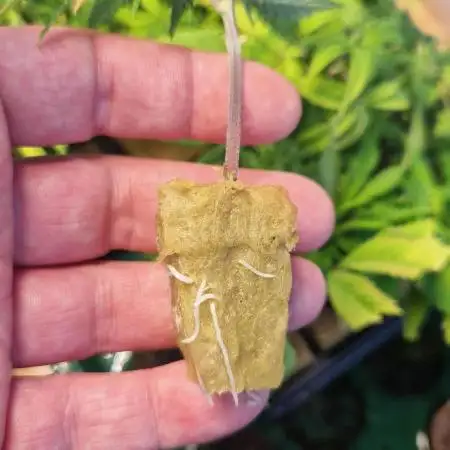 Clay Pellet Experiment