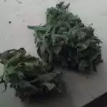 Star dawg