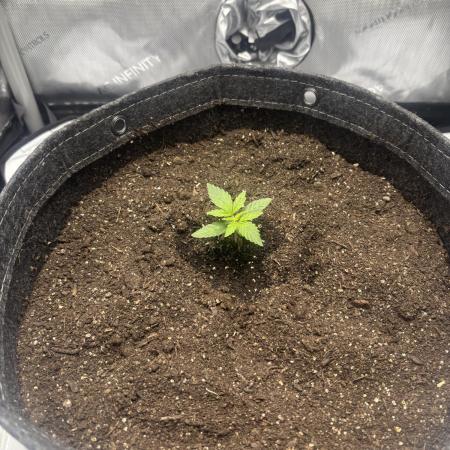 Grape ape autoflower