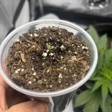 Bubble Kush Auto