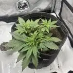 Grape ape autoflower