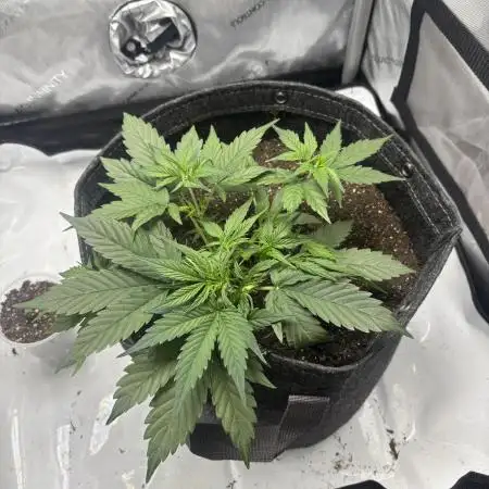 Grape ape autoflower