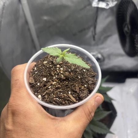 Bubble Kush Auto