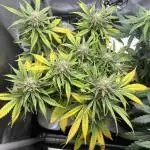 Grape ape autoflower