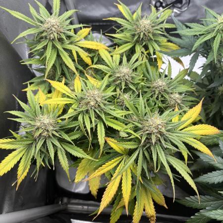 Grape ape autoflower