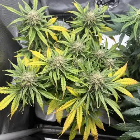 Grape ape autoflower