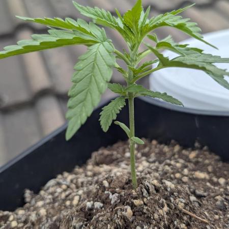 Afghan Perl CBD - First Grow - Outdoor
