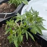 Afghan Perl CBD - First Grow - Outdoor