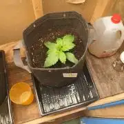 Goat island growz