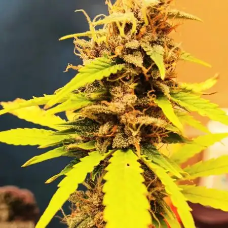 Goat island growz