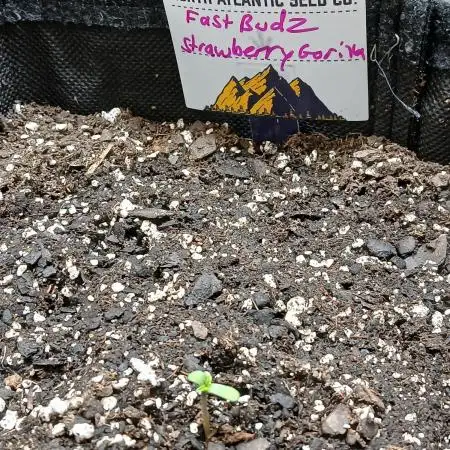 Goat island growz