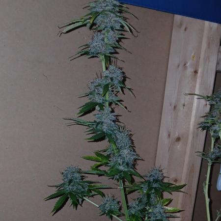 Goat island growz