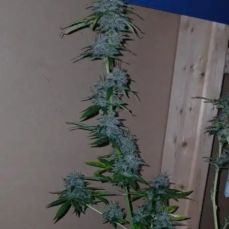 Goat island growz