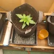Goat island growz