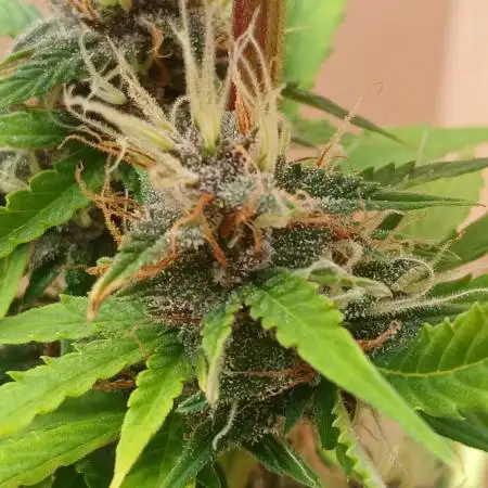 Goat island growz
