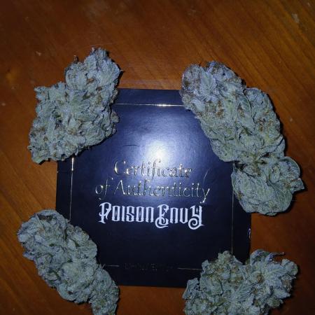 Goat island growz