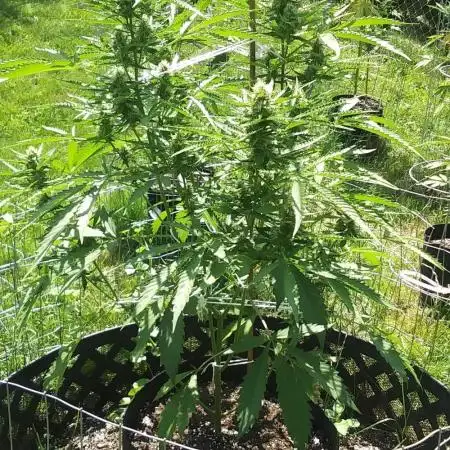 Pigletta's Purple Haze 2025