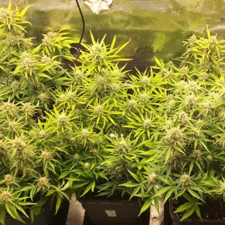 Fastbuds autos