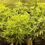 Fastbuds autos