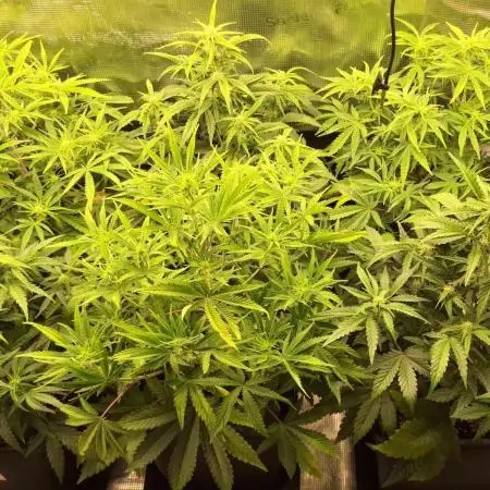 Fastbuds autos