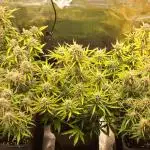 Fastbuds autos