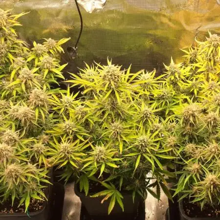 Fastbuds autos