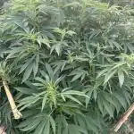 Chetty_OG