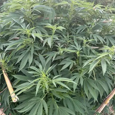 Chetty_OG