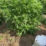 Chetty_OG
