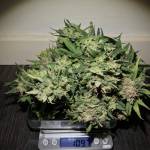 RQS - Green Gelato Automatic 