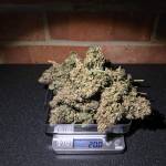 RQS - Jack Herer Automatic