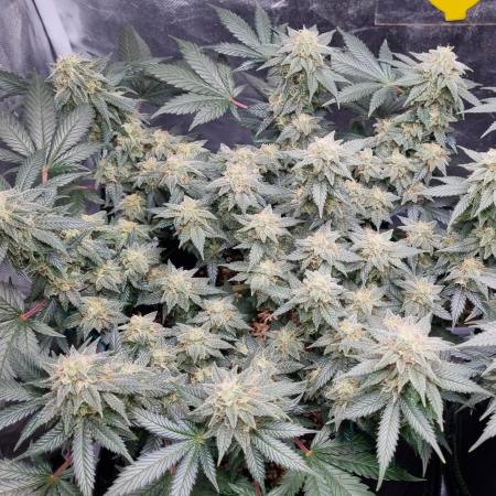 Runtz x Mango #1 (Femi/Photo)