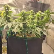 Runtz x Mango #2 (Femi/Photo)